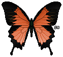 Butterfly - Orange